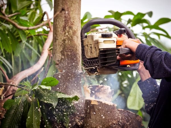 about savage tree pros