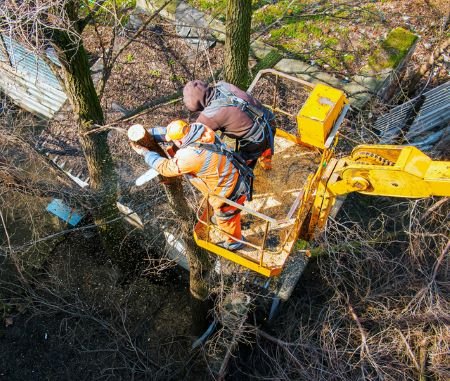 tree care guide savage mn